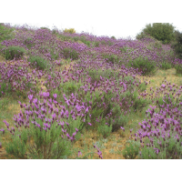 Wilde Lavendelhoning - Spanje