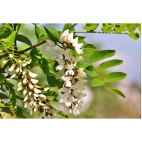 Acaciahoning - Roemenië