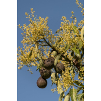 Avocadohoning - Spanje