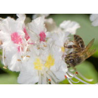 Kastanjehoning - Spanje