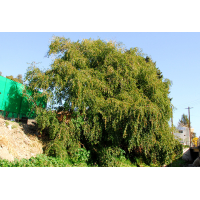 Happy Bee - Premium Rauwe Sidr Honing