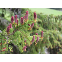 Rode Sparhoning - Griekenland